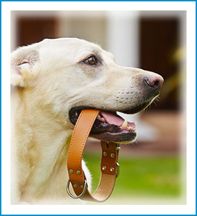 cuidado de mascotes en su ausencia Deltebre, Riumar, Sant Jaume d'Enveja, Amposta